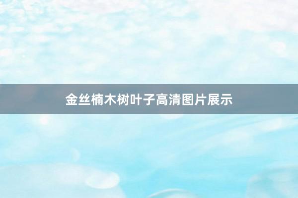 金丝楠木树叶子高清图片展示