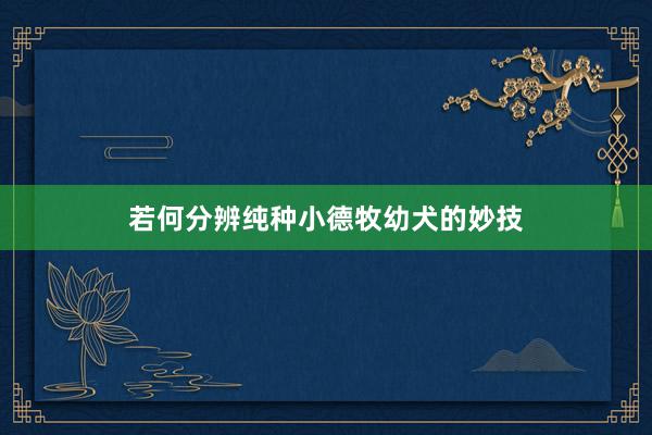 若何分辨纯种小德牧幼犬的妙技